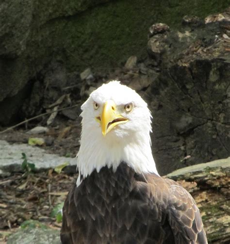 Portrait Of A Bald Eagle Free Stock Photo Public Domain Pictures
