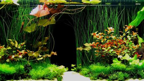 Res 1920x1080 Fish Tank 495029 In 2020 Artificial Aquarium Plants