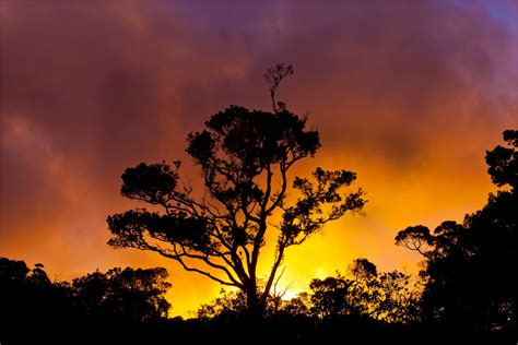 Hawaiian Landscapes Sunset In Kokee State Park