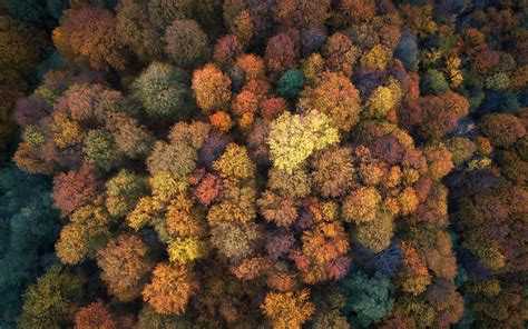 Wallpaper Aerial View Fall Nature Trees Colorful Plants