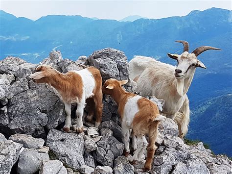 Mountain Goats Julian Alps Slovenia Office Breaksoffice Breaks