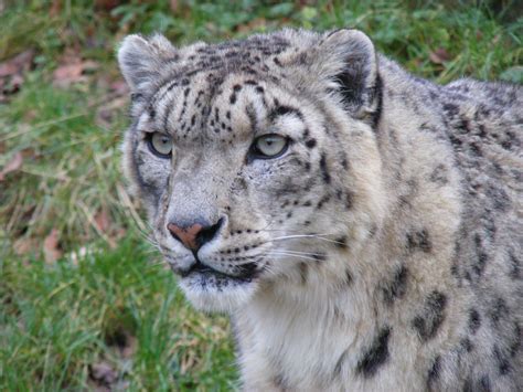 Endangered Snow Leopard Poaching Conservation Efforts Continue Vida