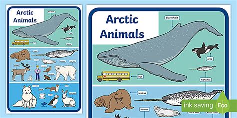 Arctic Animals Size Comparison Display Poster Teacher Made