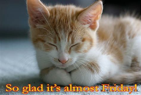 So Glad Its Almost Friday Friday Pictures Funny Cat Pictures Cat