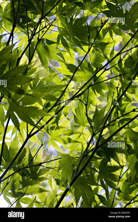 A Green Canopy Of Leaves With The Sunshine Filtering Through Stock