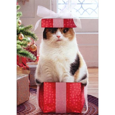 Cat Drinks Eggnogg Box Of 10 Funny Humorous Christmas Cards