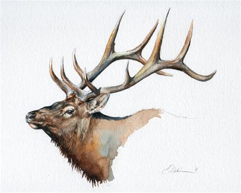 Elk Head Drawing