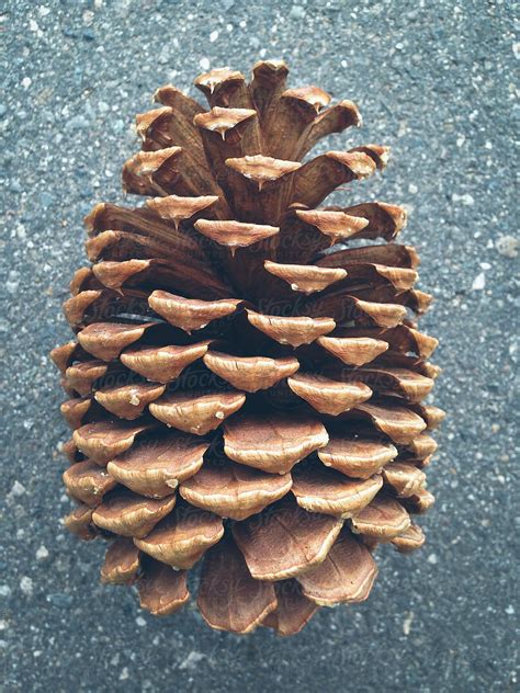 Close Up Of Ponderosa Pine Cone By Stocksy Contributor Rialto Images