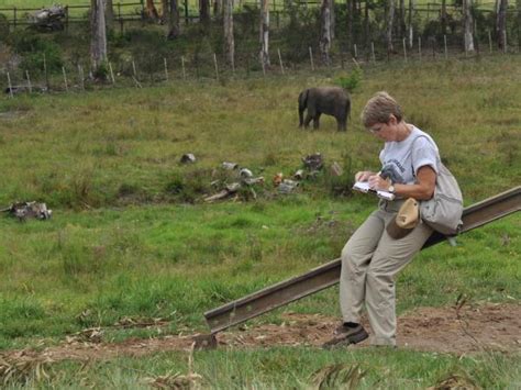 Over 40s Volunteering With Elephants South Africa Responsible Travel