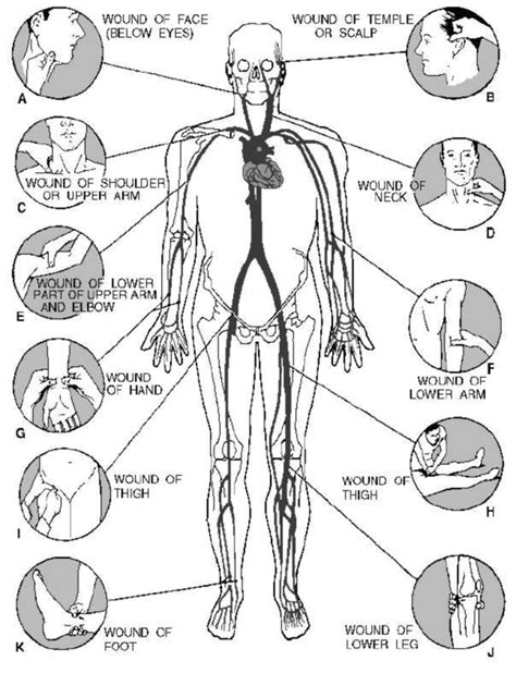 Diagram Showing Th Location Of The Pressure Points That Can Be Used To