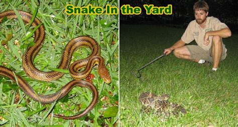 78, and tennant and bartlett (2000), p. How to Keep Snakes Out of Your Yard | Snake, Snake ...