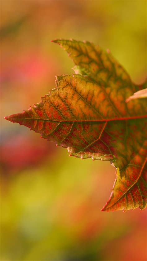 Autumn Leaf Fall Iphone Wallpaper Idrop News
