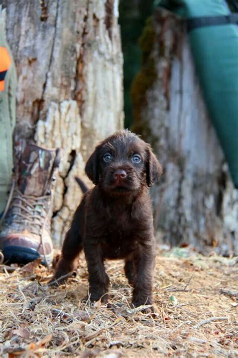 Pudelpointer Puppy From Tall Timber Pudelpointers Hunting Dogs Dog