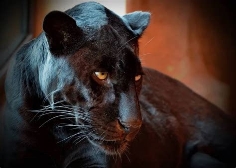 Black Panther Panthera Is A Rare Animal In Nature Her Beauty Is