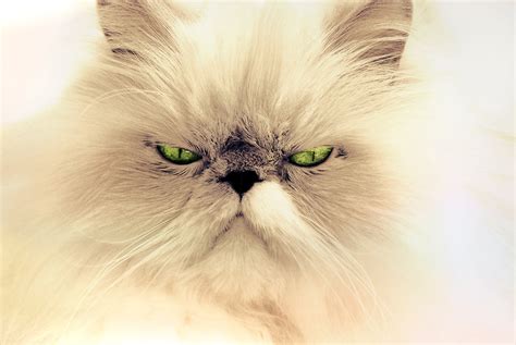 Free Images Hair White View Cute Pet Fur Facial Expression