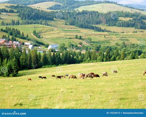 Cows Grazing On A Pasture In Carpathians Ukraine Stock Image Image