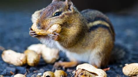 11 Facts About Chipmunks Mental Floss