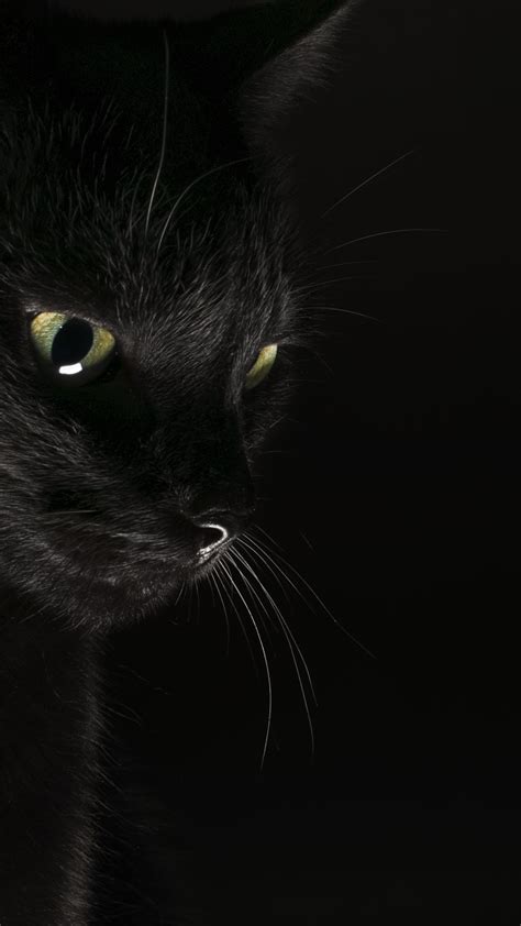 73 Wallpaper Black Cat Pics Myweb