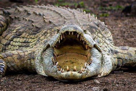 This Monster Crocodile Rnatureismetal