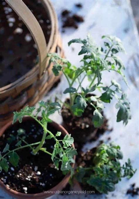 How And When To Transplant Tomato Seedlings From Seed Tray
