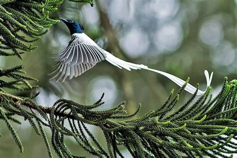 Asian Paradise Flycatcher Terpsiphone Paradisi In India By