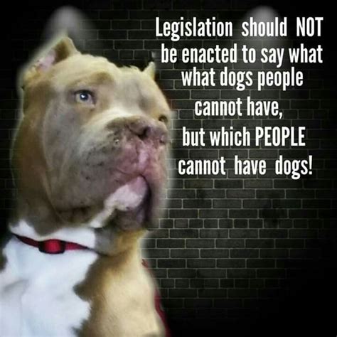 Pin By Stephanie Exum On Quotes Pitbull Quotes Pitbulls Dog Quotes