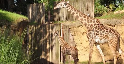 Video Baby Giraffe Aella Makes Emotional Impression In Disneys Animal