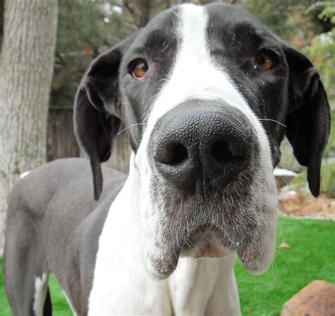 Great Dane Breeding Mantle And Blue Cam With Her