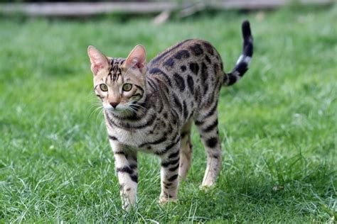 How Lengthy Do Bengal Cats Dwell Common Lifespan Information