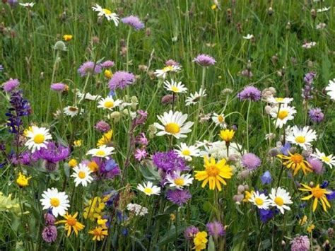 What Is A Wildflower Meadow Tips For Creating A Pollinator Friendly Yard