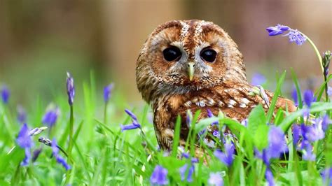 Spring Owl Wallpapers Wallpaper Cave