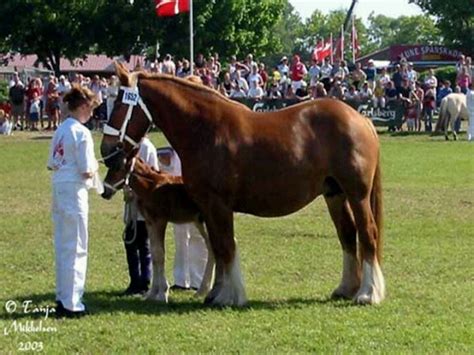 jutland breed  medium size draft horse draft horses pinterest