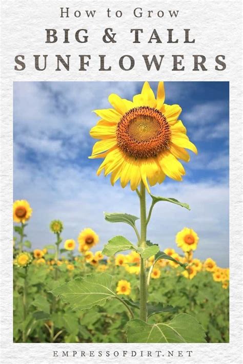 12 Tips For Growing Giant Sunflowers Empress Of Dirt