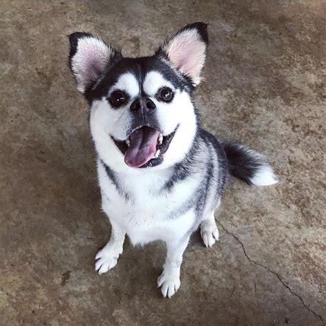 Maybe you would like to learn more about one of these? Husky Pug Mix: Everything You Need To Know About The Hug