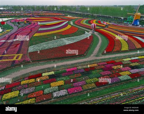 Mastery Ahri Sea Of Flowers Holland A Sea Of Flowers Together Magazine In The Chinese