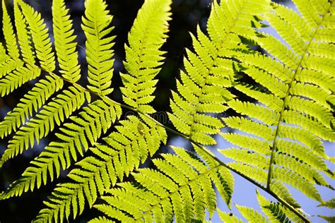 Fern Close Up In The Forest With The Sun Shining Through Stock Image