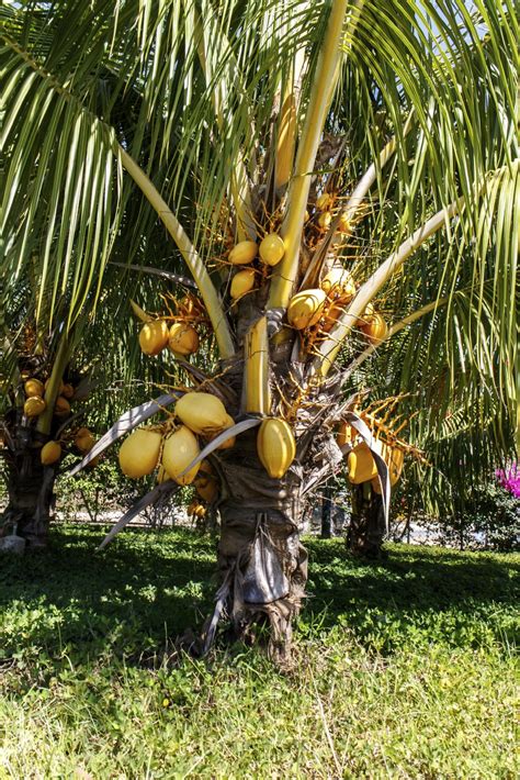 In this instance, you'll only need to add new fertilizer every three months or so. Fertilizer For Coconut Tree - When And How To Fertilize ...