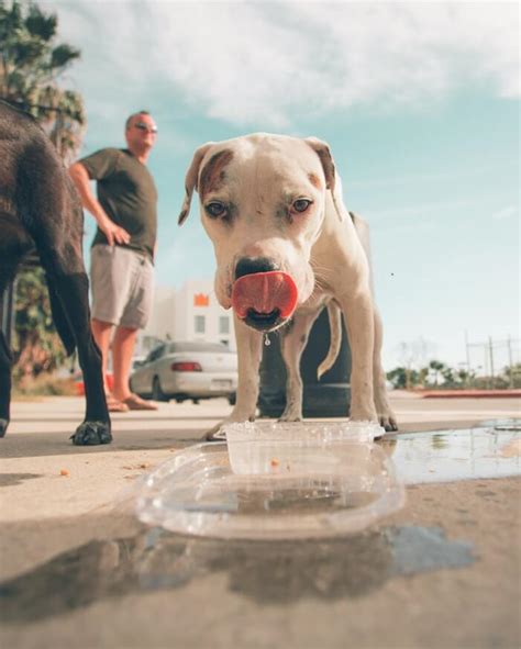 In a lot of cases, this can prove to be fatal for the dog. How Do Dogs Drink Water? | Pet Love That