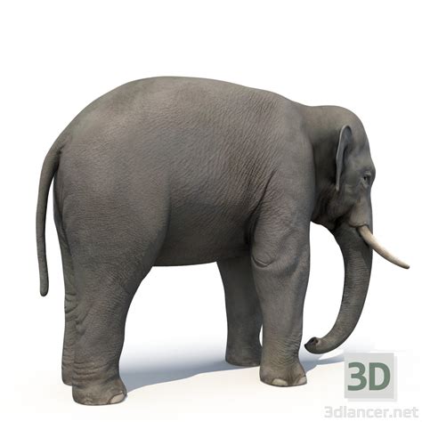 D Model Asian Elephant Rigged Low Poly D Model Dlancer Net