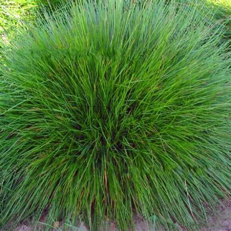 New 2018blue Fescue Grass Ornamental Grass Floresling Rare Perennial