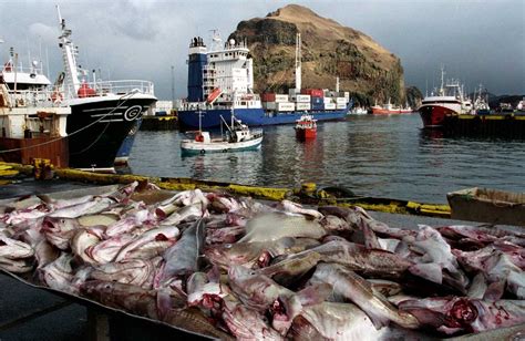 The Icelandic Fishing Industry Has Grown To Become A World Leader