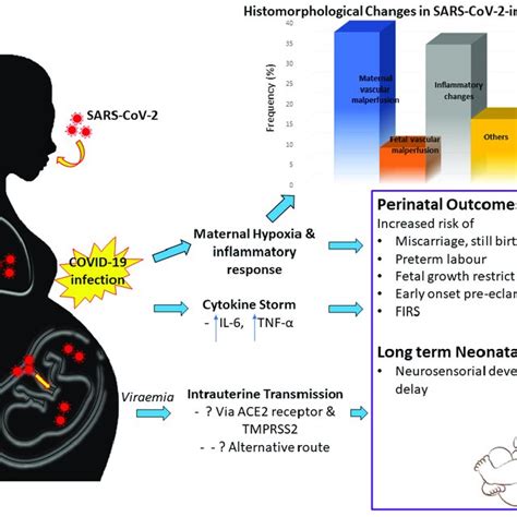 Maternal Fetal Interplay Following Sars Cov 2 Infection Reported Download Scientific Diagram