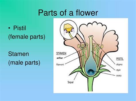 Terms for the sexuality of individual flowers: PPT - Overview of Plants Chapter 28 & Introduction to ...