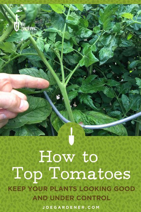 How To Top Tomatoes Tomato Plant Care Tomato Pruning