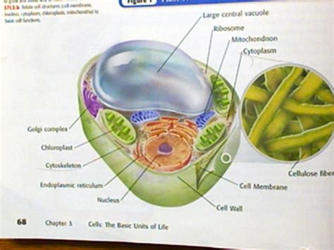 You can also contribute to supporting this website by sharing images that you like on this blog on 3d model animal cell image information: 7th Grade Unlabeled Plant Cell Diagram - Aflam-Neeeak