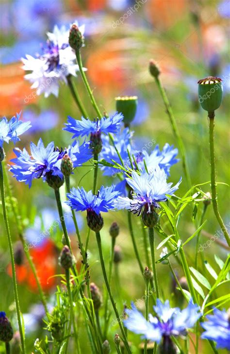 Beautiful Blue Cornflowers — Stock Photo © Worytkopawel 11307574