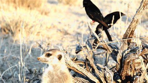 Meet The Bird That Changes Its Tune