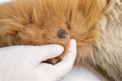 13 Pictures Of Dog Tumors Cysts Lumps And Warts Bubbly Pet
