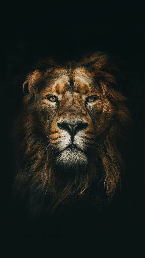 Fierce Lions Hd Phone Wallpaper Pxfuel