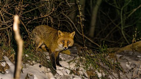Top 136 List Of Animals That Can See In The Dark